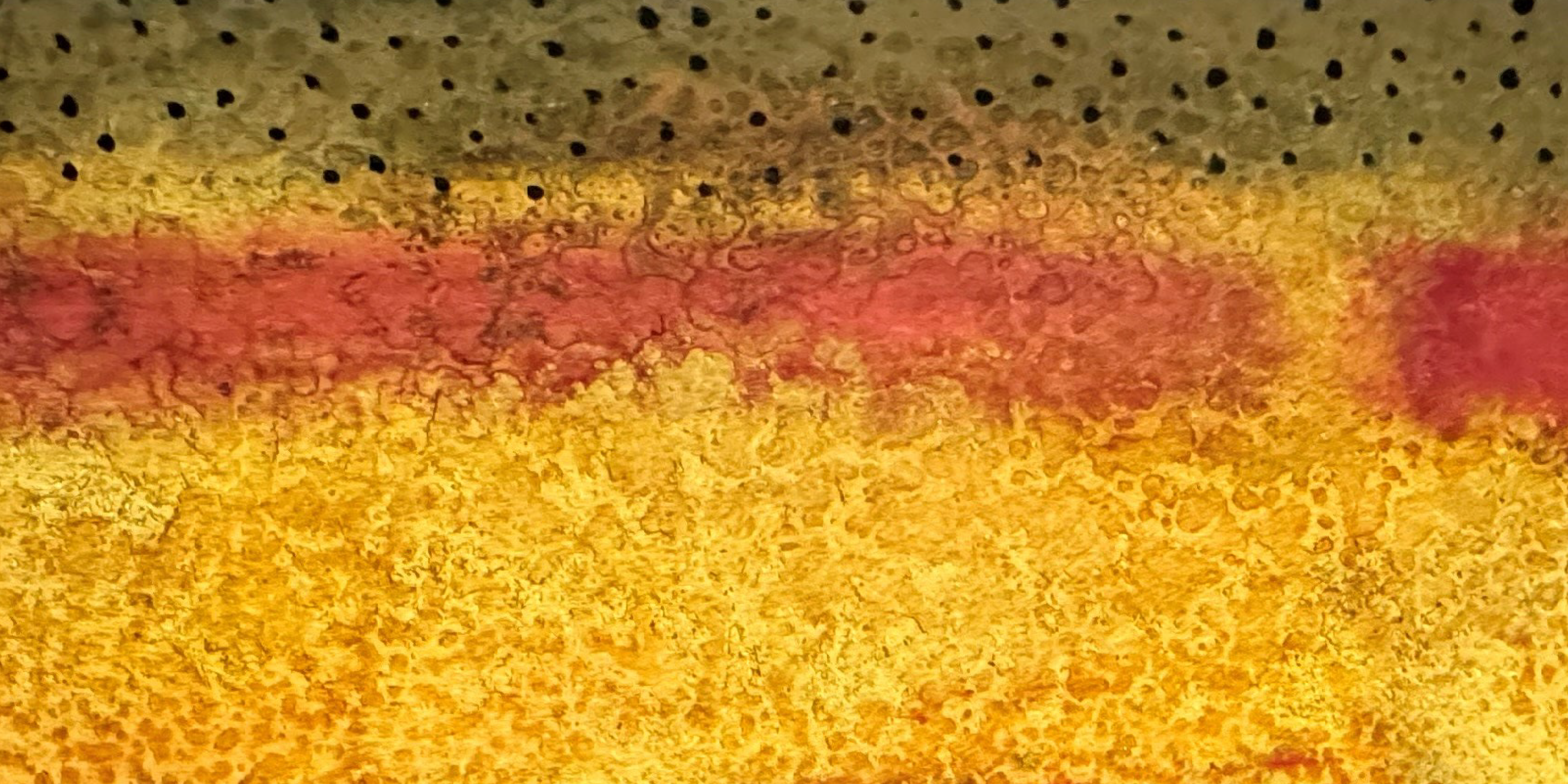 Golden Trout