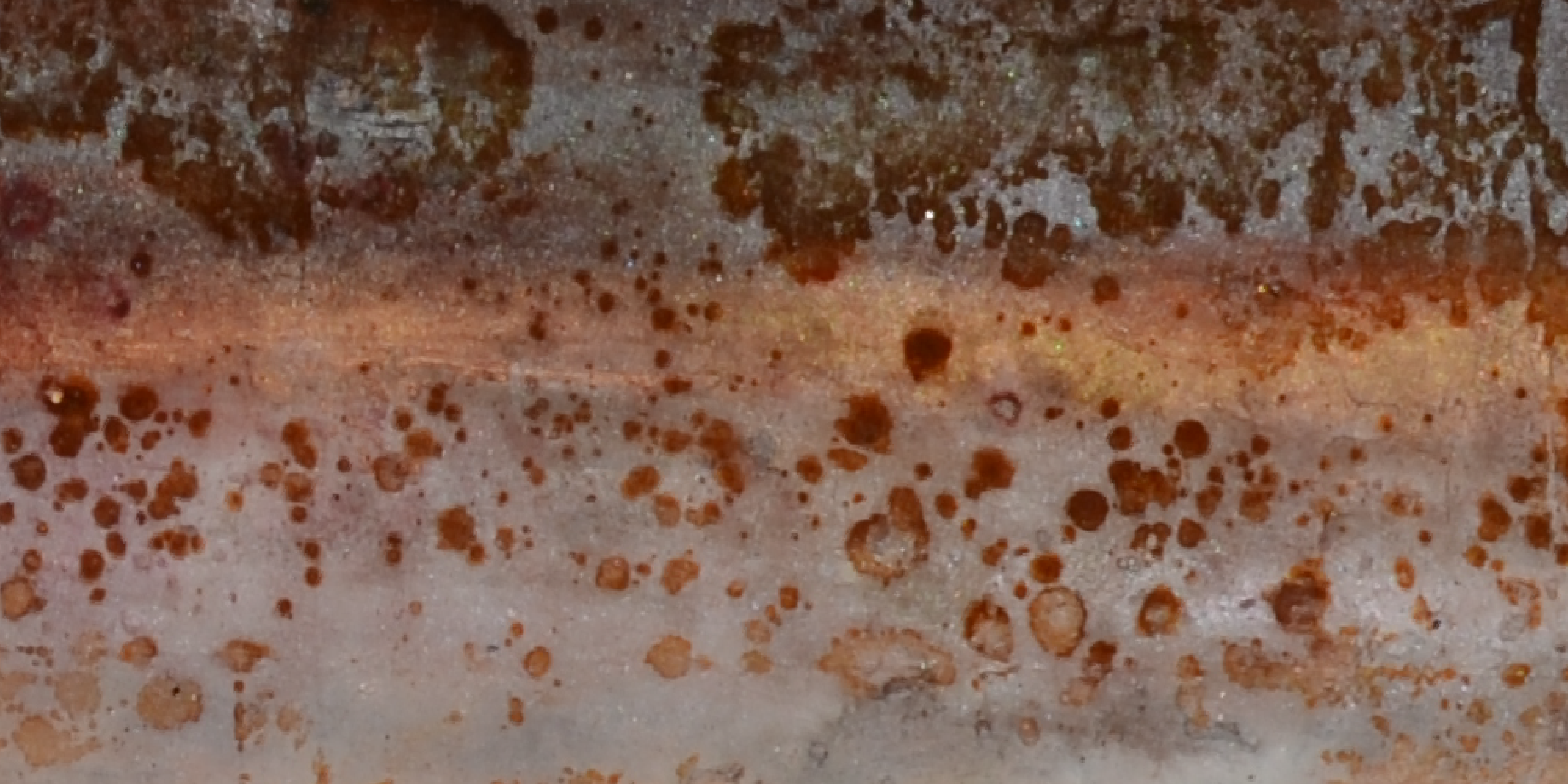 Pink Salmon