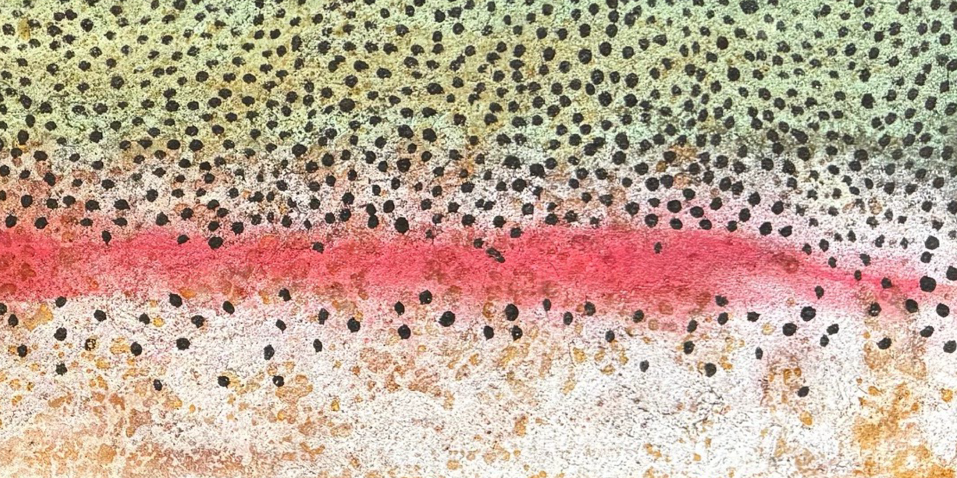 Rainbow Trout