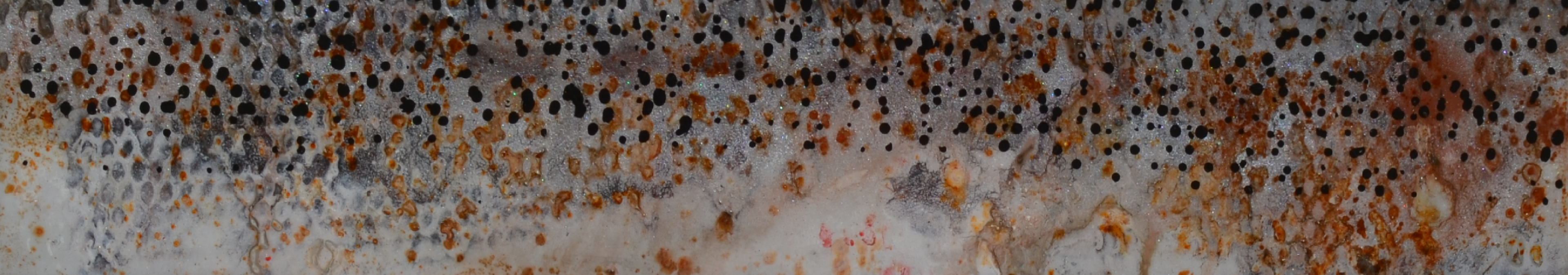 Speckled Sea Trout