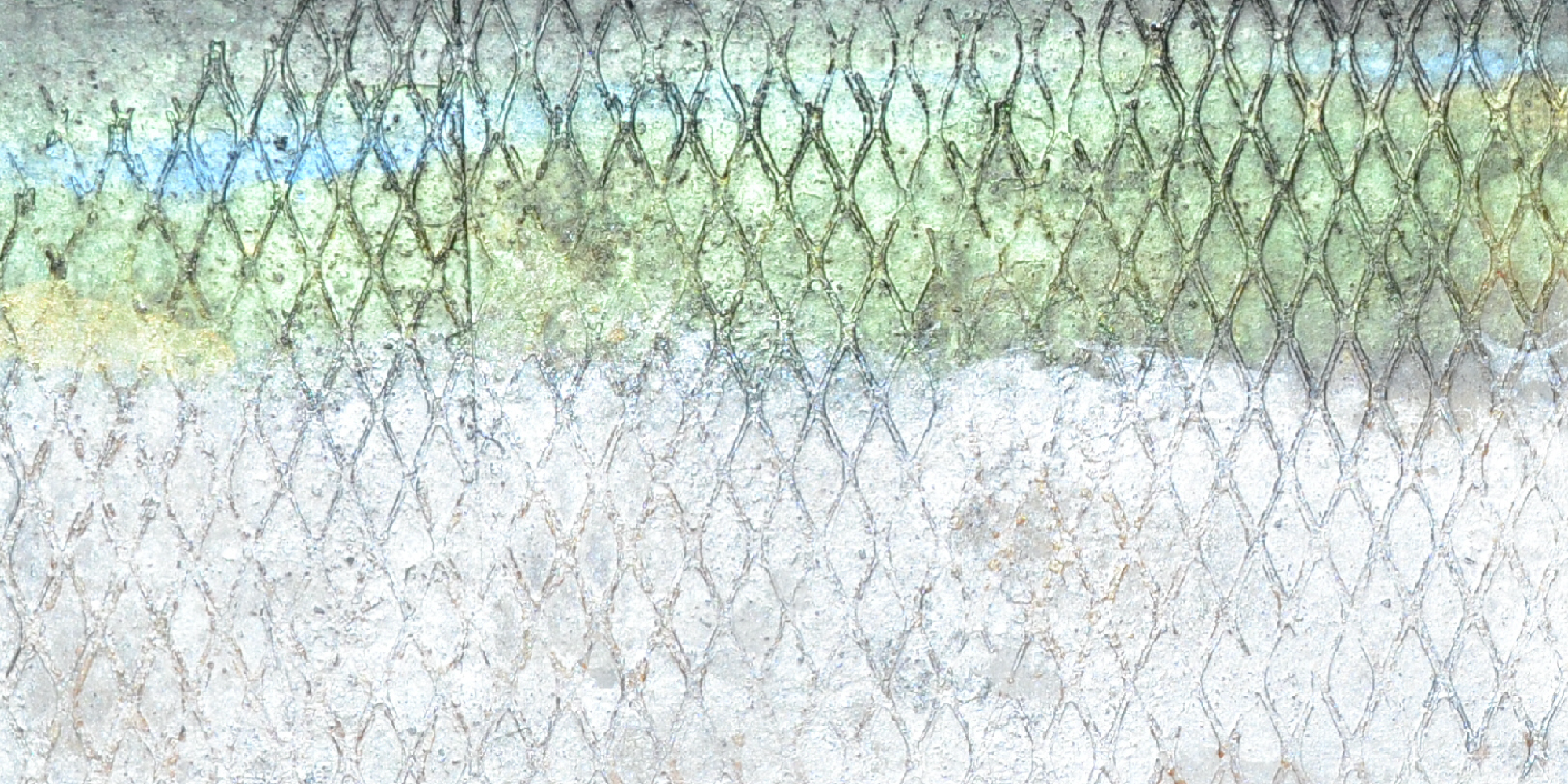 Tarpon